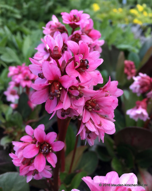 Bergenia 'Pink Dragonfly'