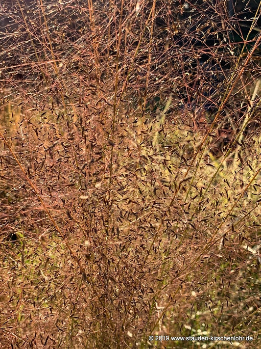 Eragrostis trichodes 'Bend'