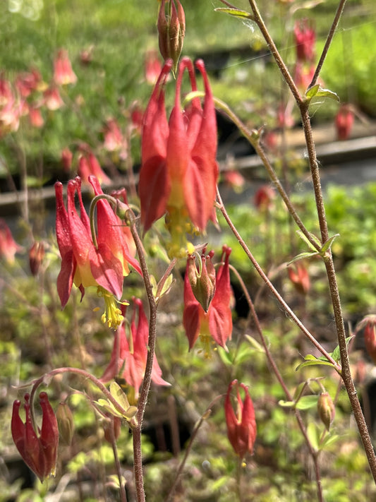 Aquilegia canadensis