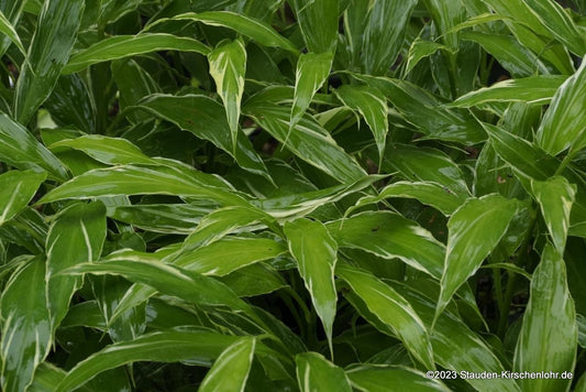 Zingiber mioga 'White Feather'