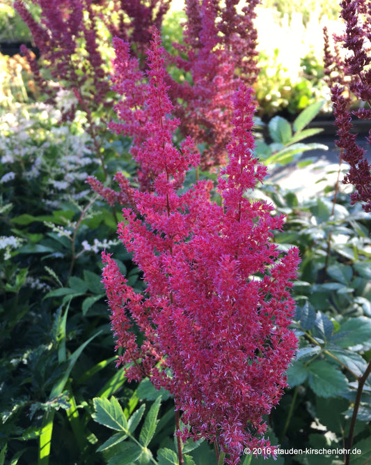 Astilbe x arendsii 'Glut'