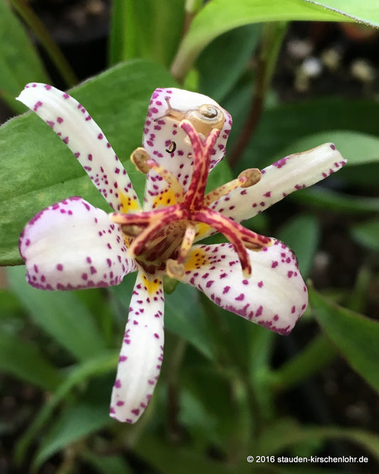 Tricyrtis 'Orihime'