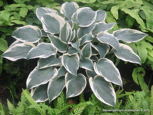 Hosta 'El Niño' ®