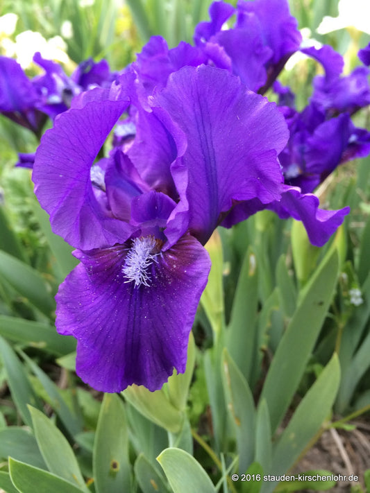 Iris barbata-nana 'Banbury Ruffles'