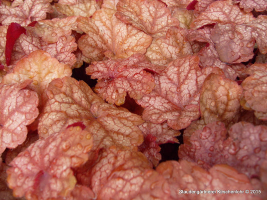 Heuchera 'Encore' ®