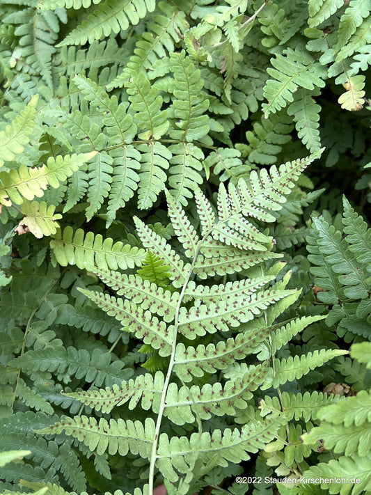 Dryopteris marginalis
