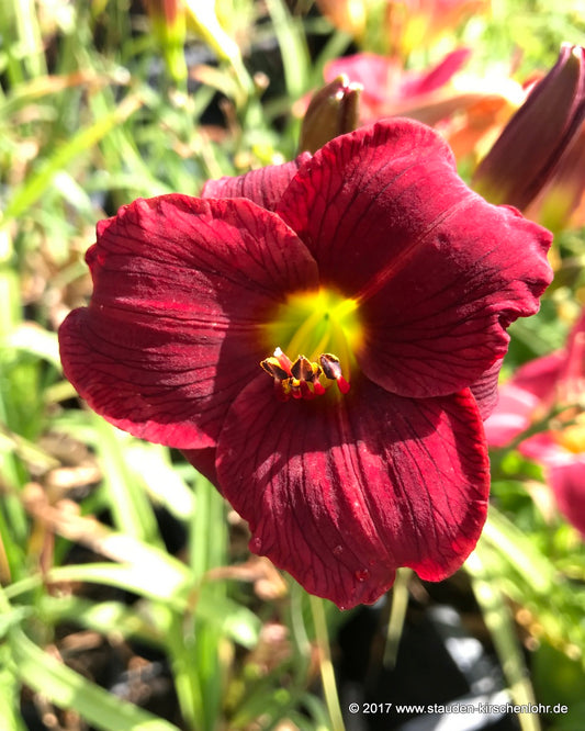 Hemerocallis 'Regency Dandy'