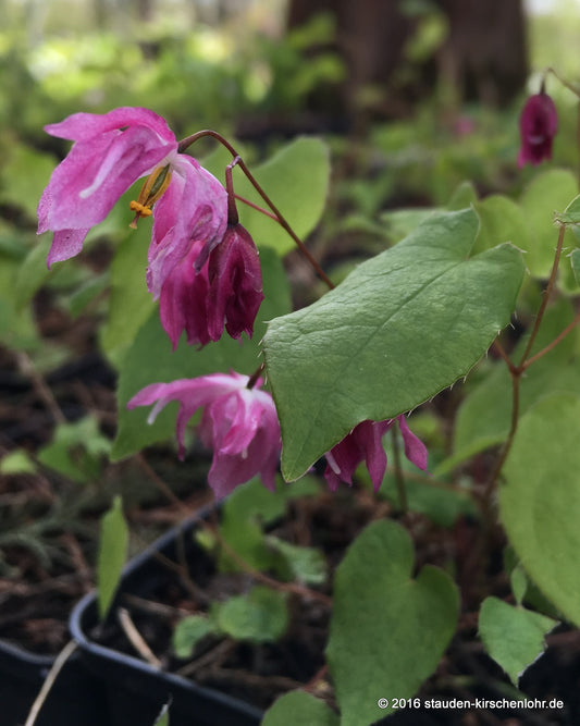 Epimedium x youngianum 'Beni-Kujaku'