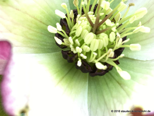 Helleborus x hybridus 'Linette'