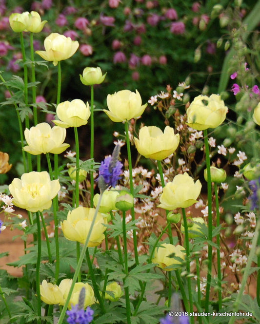 Trollius 'Cheddar'