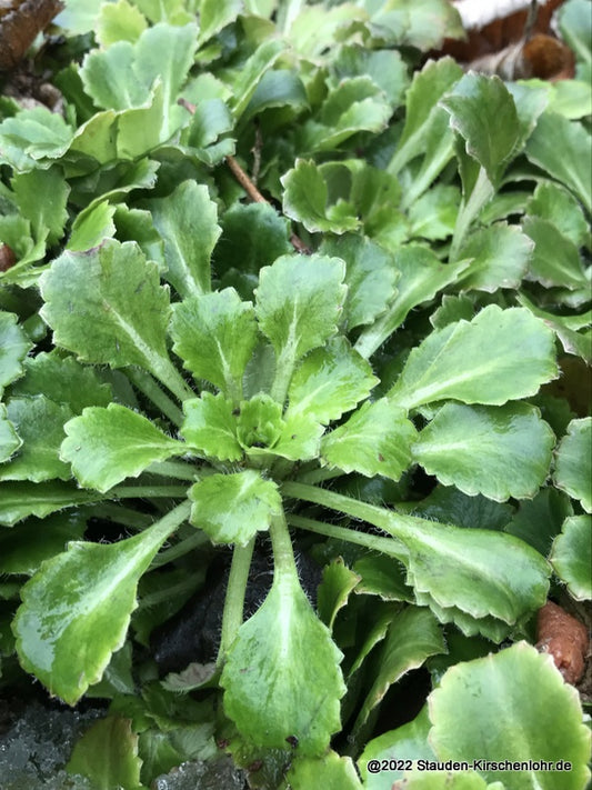 Saxifraga umbrosa