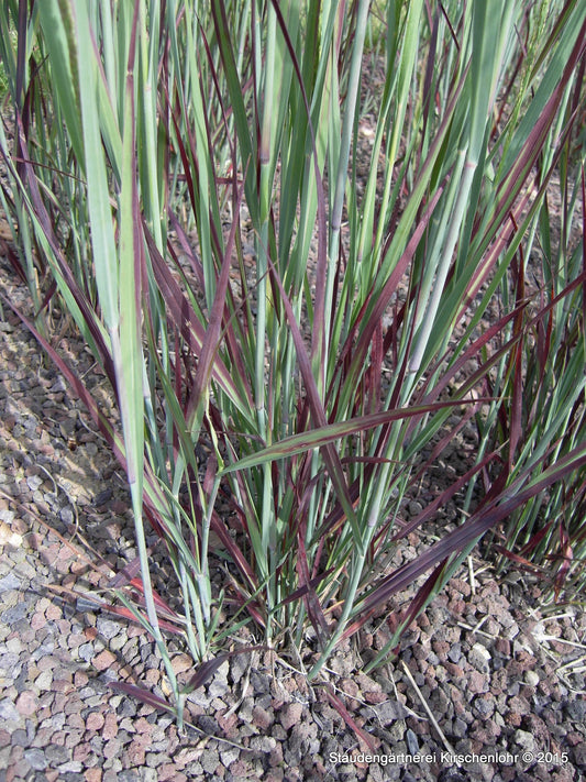 Panicum virgatum 'Heiliger Hain'