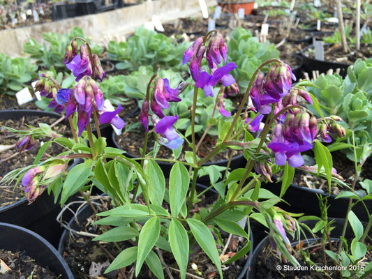 Lathyrus vernus 'Lapislazuli'