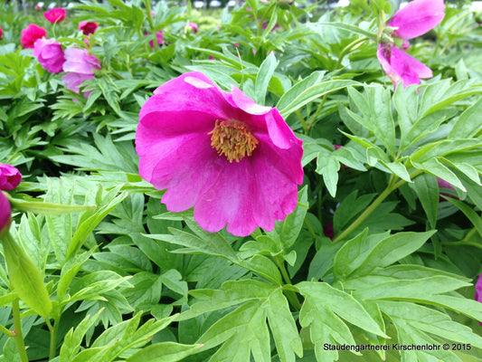 Paeonia anomala ssp. veitchii var. veitchii NIS