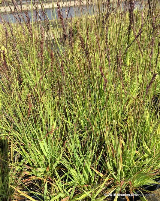 Molinia caerulea 'Heidezwerg'