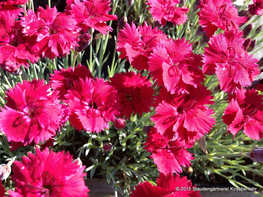 Dianthus gratianopolitanus 'Emmen'