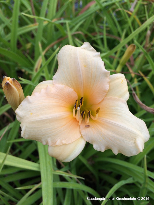 Hemerocallis 'Palatina Princess'