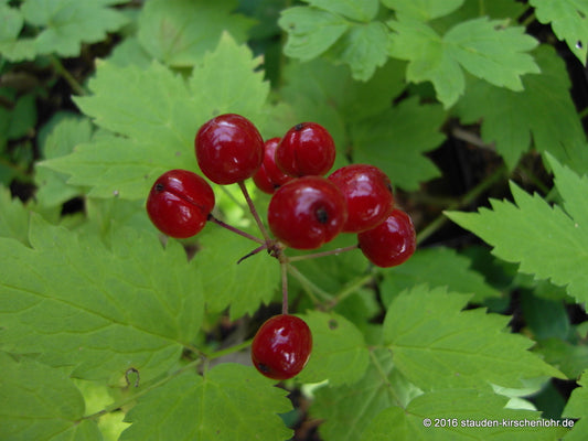 Actaea rubra