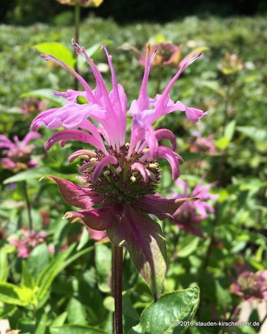 Monarda 'Rebecca'
