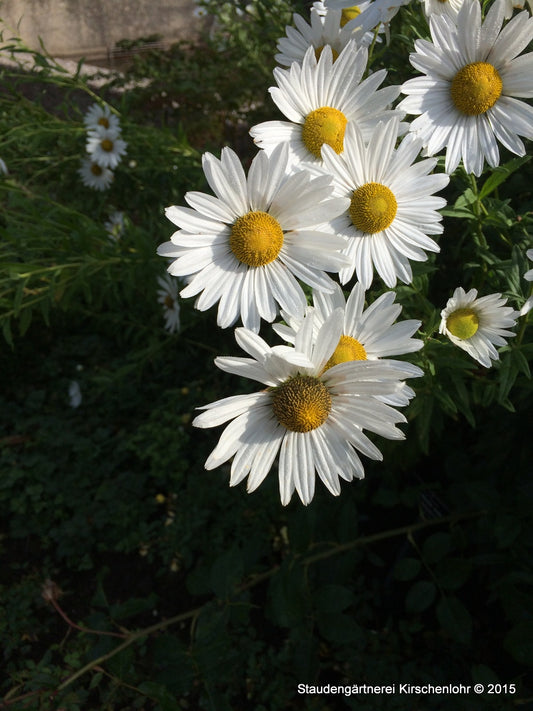 Leucanthemella serotina 'Herbststern'