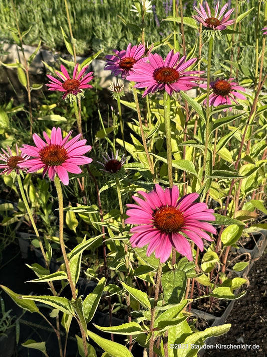 Echinacea purpurea 'Rubinstern'