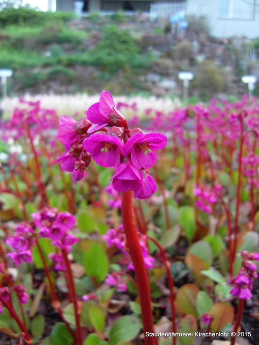 Bergenia 'Eroica'