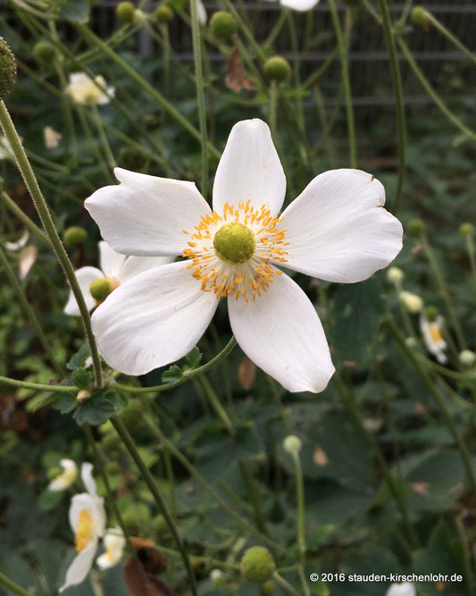 Anemone (Autumn Single Group) 'Alba'