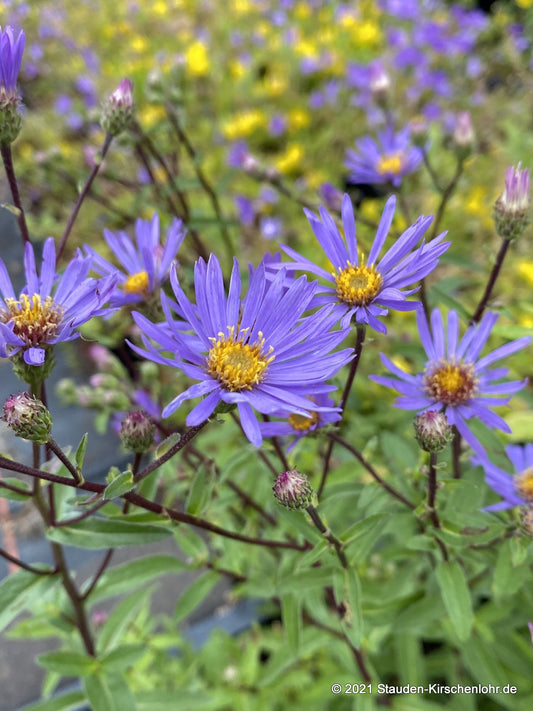Eurybia radula 'August Sky'