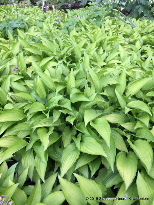 Hosta 'Twist of Lime'
