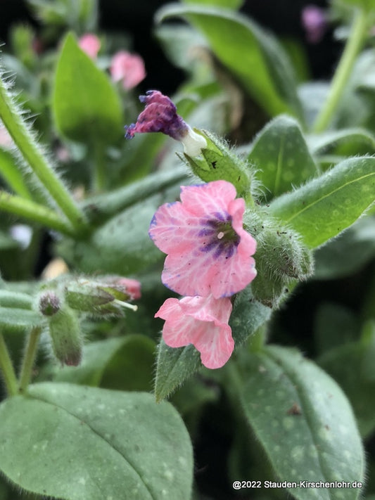 Pulmonaria officinalis 'Dora Bielefeld'