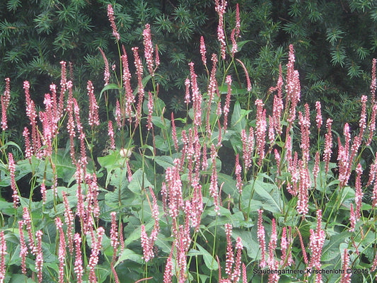 Bistorta amplexicaulis 'Roseum'