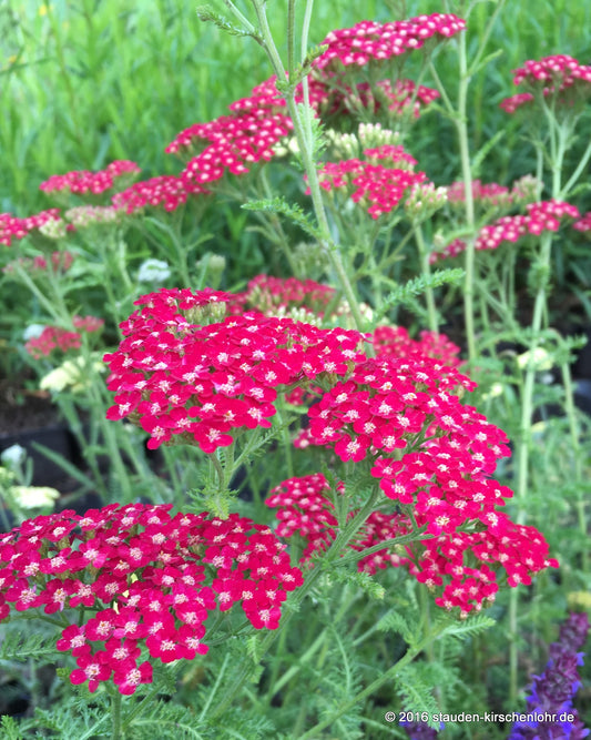 Achillea 'Petra'