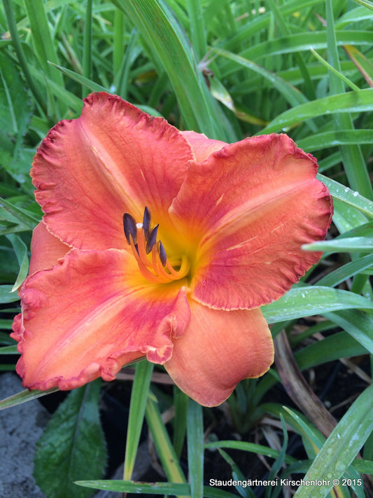 Hemerocallis 'Secret Spice'