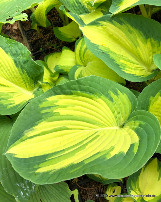 Hosta 'Great Expectations'