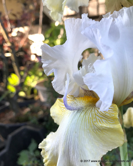 Iris barbata-elatior 'Crystal Fountain'