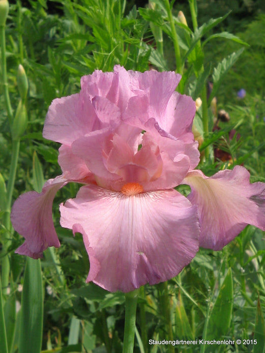 Iris barbata-elatior 'Rose'