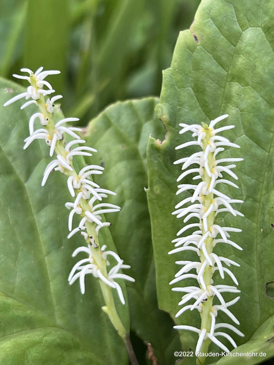 Chloranthus japonicus