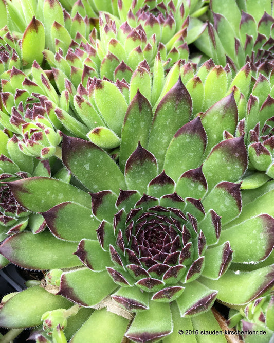 Sempervivum 'Reinhard'