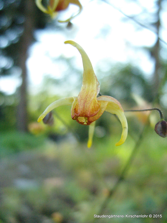 Epimedium 'Amber Queen'