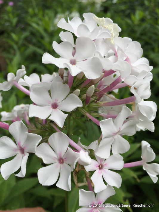 Phlox paniculata 'Nirvana'
