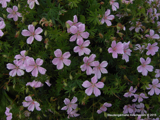 Geranium 'Light Dilys' ®