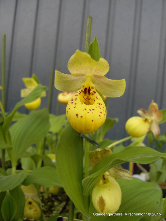 Cypripedium flavum satt gelbe Selektion NIS