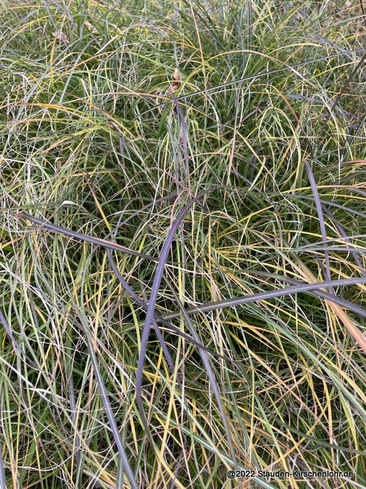 Miscanthus sinensis 'Serengeti' ®