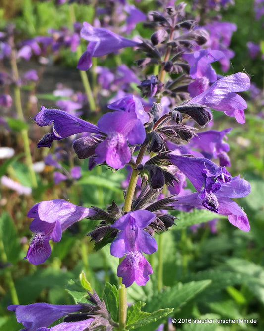 Nepeta 'Weinheim Big Blue'