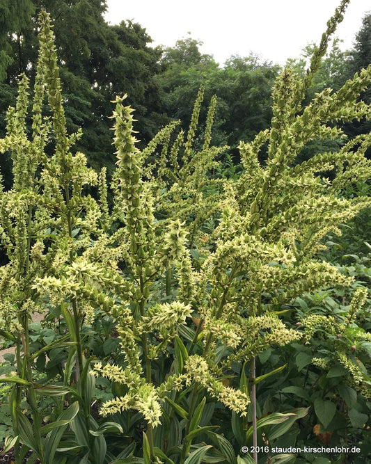 Veratrum album