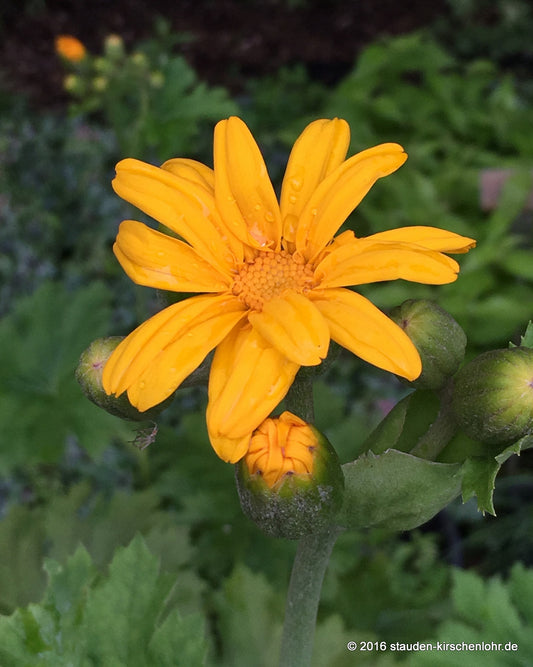 Ligularia x palmatiloba