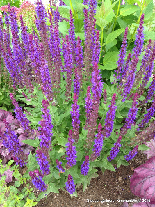 Salvia nemorosa 'Ostfriesland'