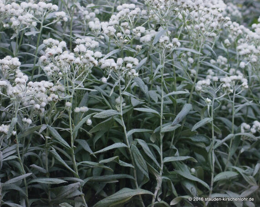 Anaphalis triplinervis 'Silberregen'