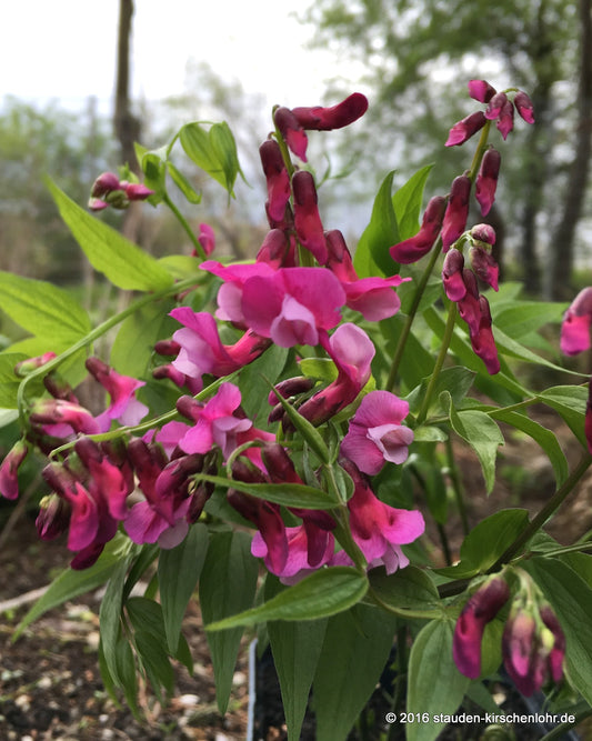 Lathyrus vernus