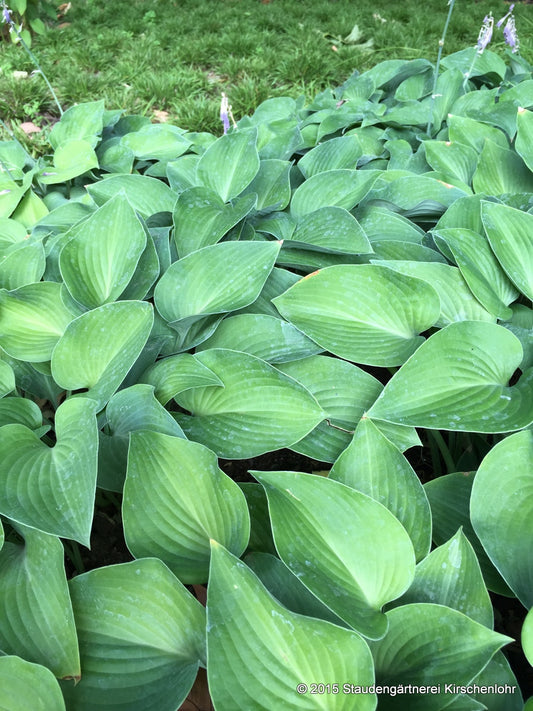 Hosta 'Blue Cadet'
